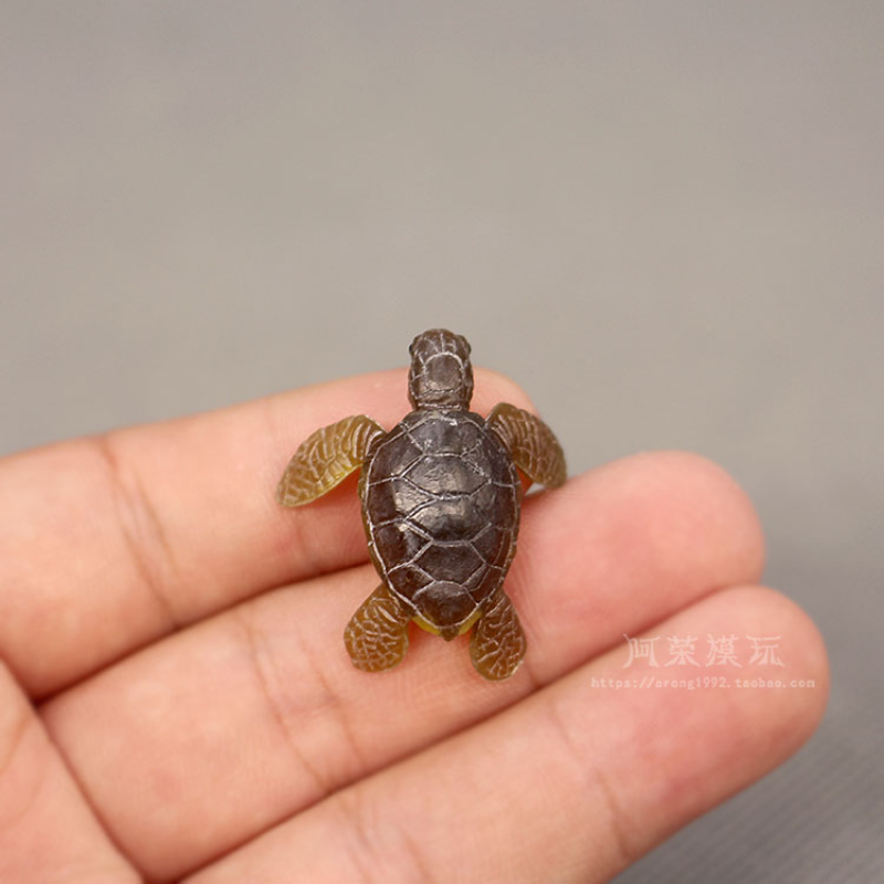 Marine Aquarium Japan - Sinh Vật Biển Rùa Biển Mẫu